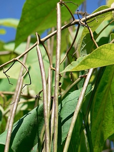 Catalpa Speciosa seed 