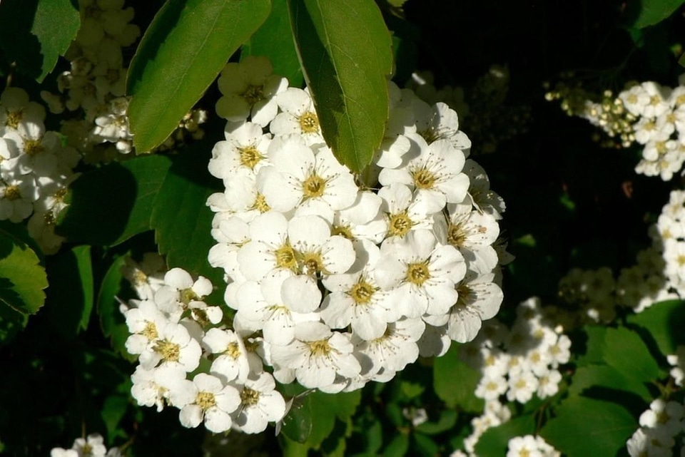Bush flowers white