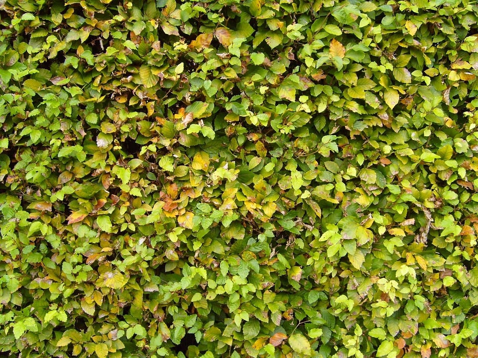 Carp greenery hedge