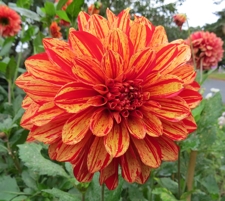 Petals blossoms blooms