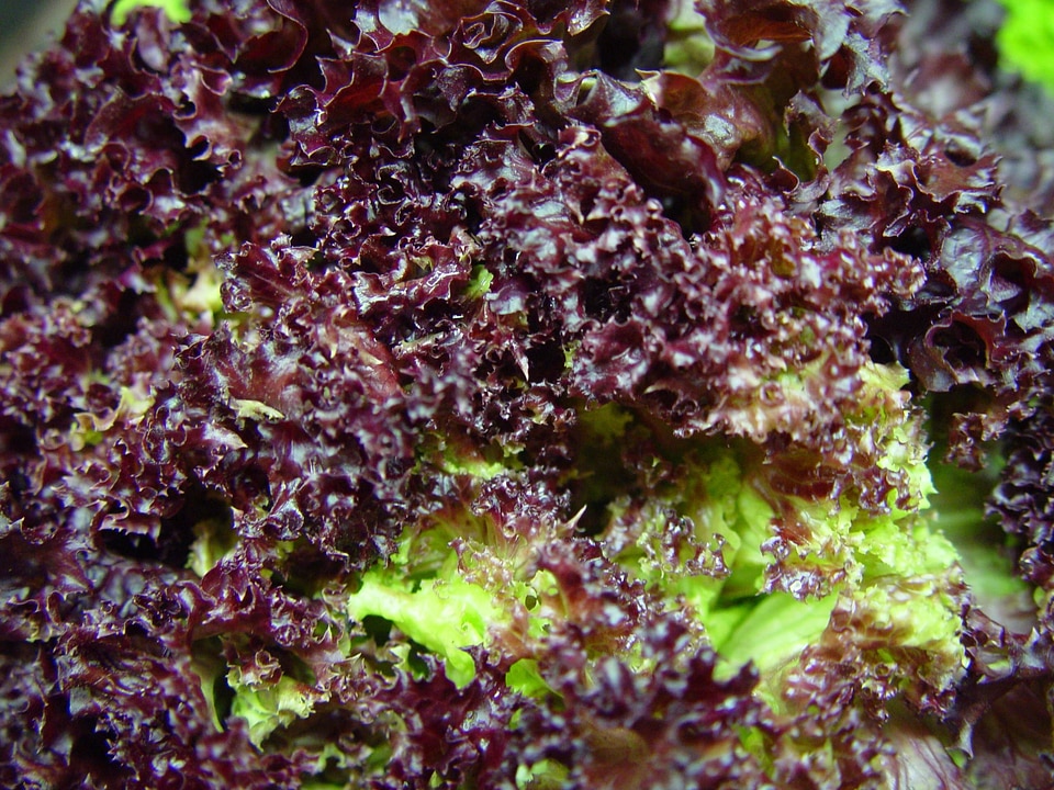 Dark dark red green salad