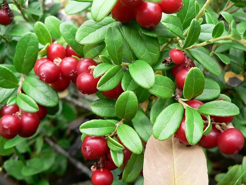 Greenery leaves Vaccinium vitis-idaea