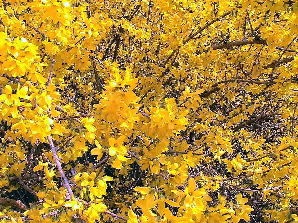 Blossoming Forsythia suspensa 