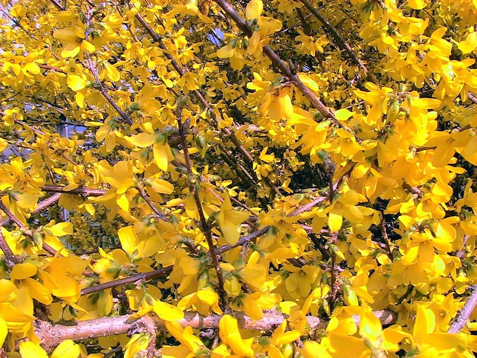 Blossoming bush Forsythia suspensa