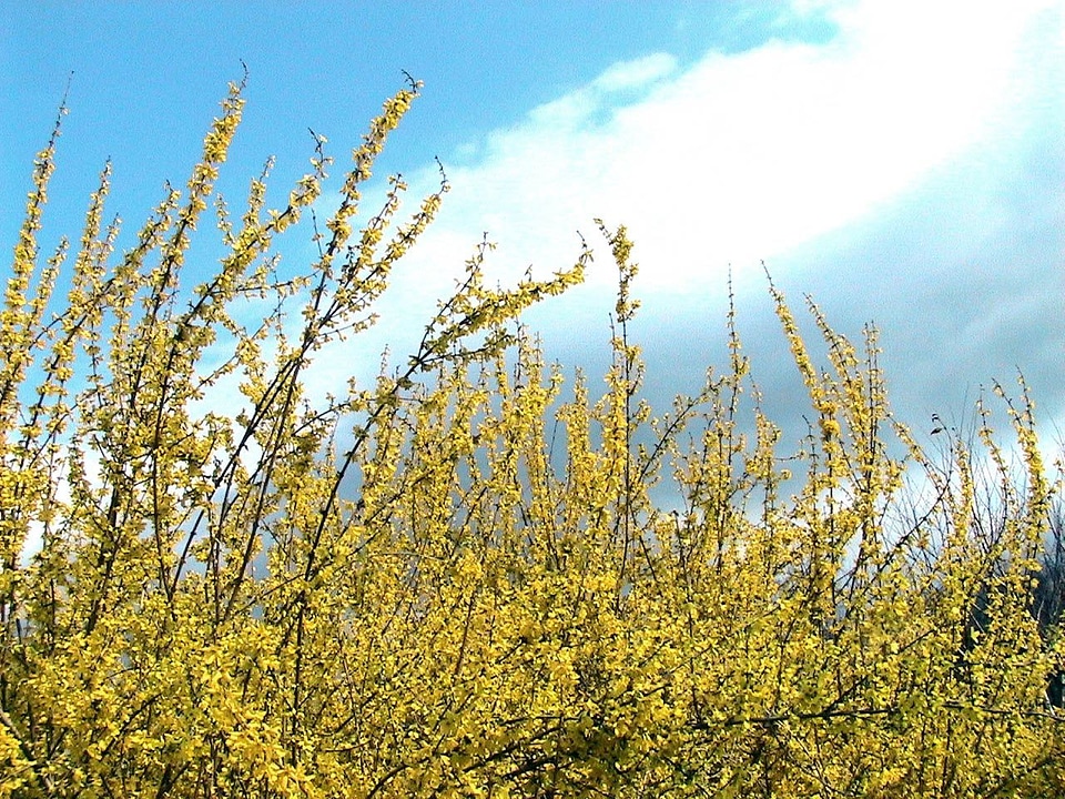 Forsythia Suspensa  