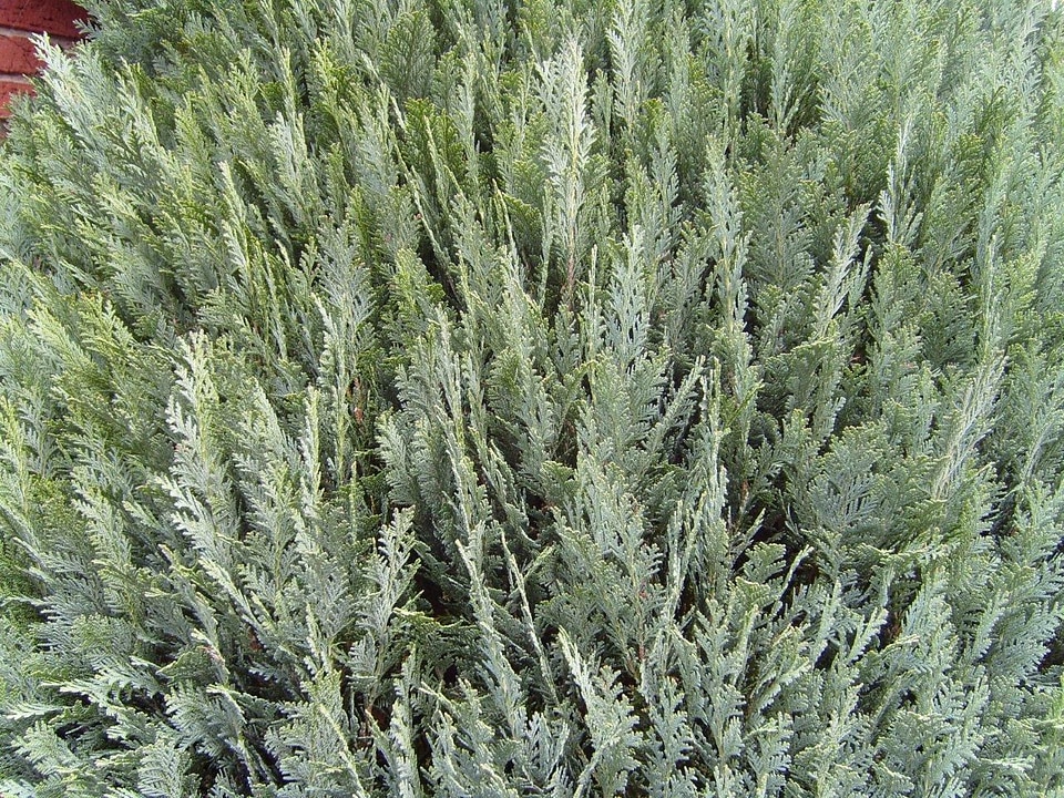 Bush greenery plant