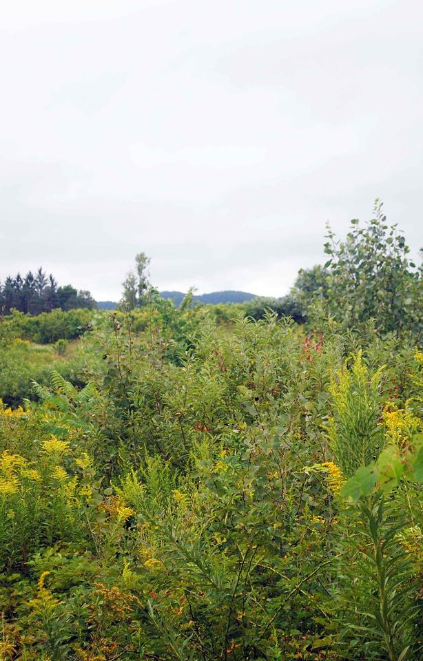 Bushes crops greenery
