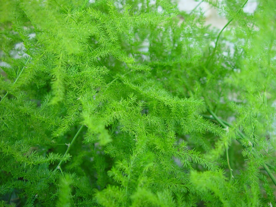 Bush greenery plant