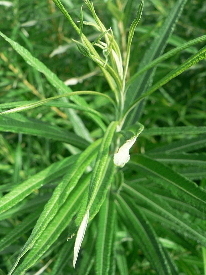 Greenery plant 