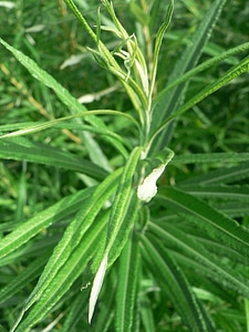Greenery plant 