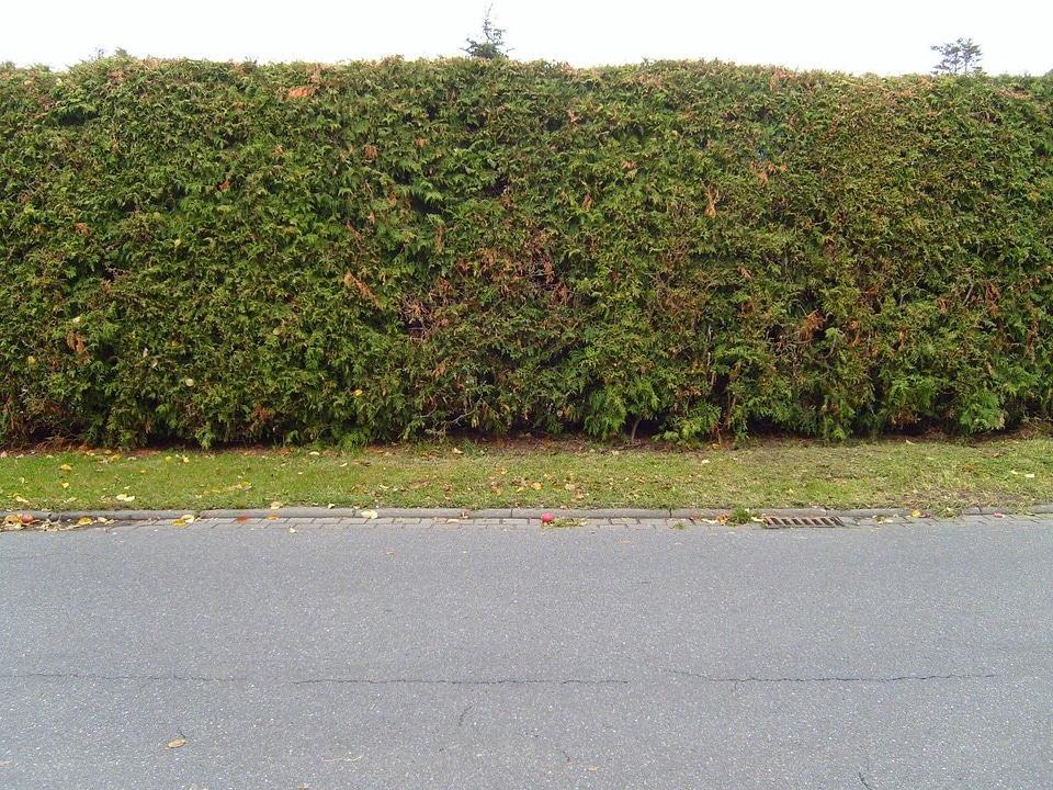 Conifer greenery hedge