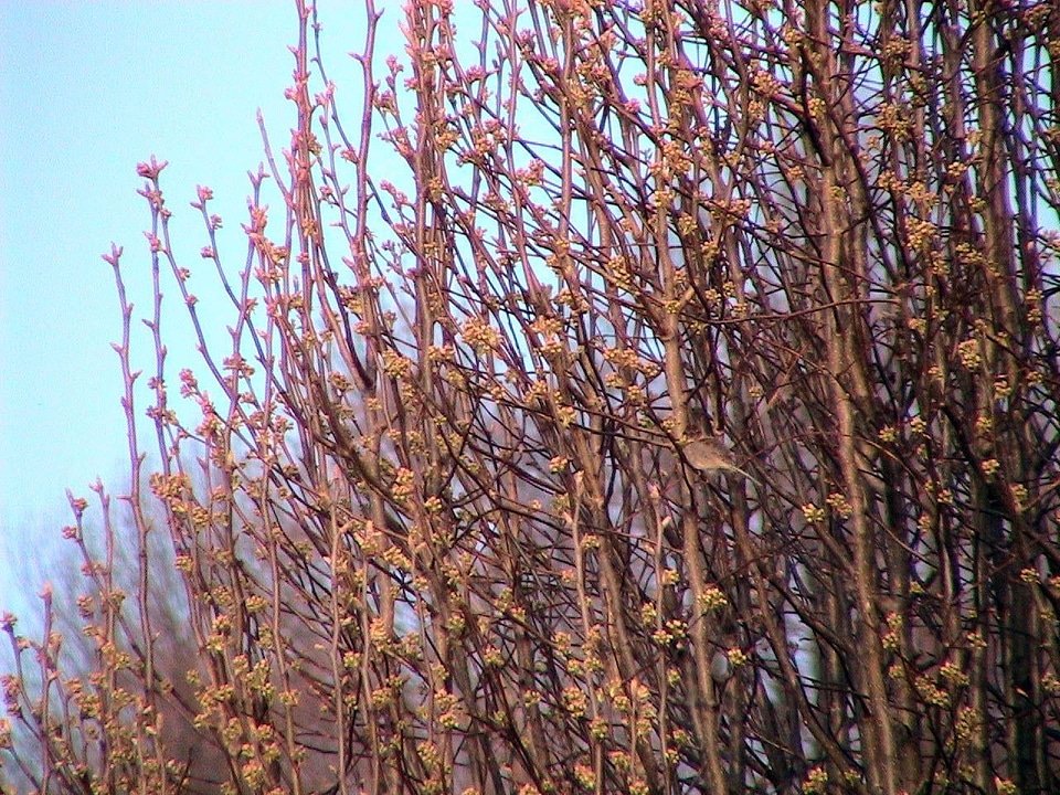 Buds bulb 
