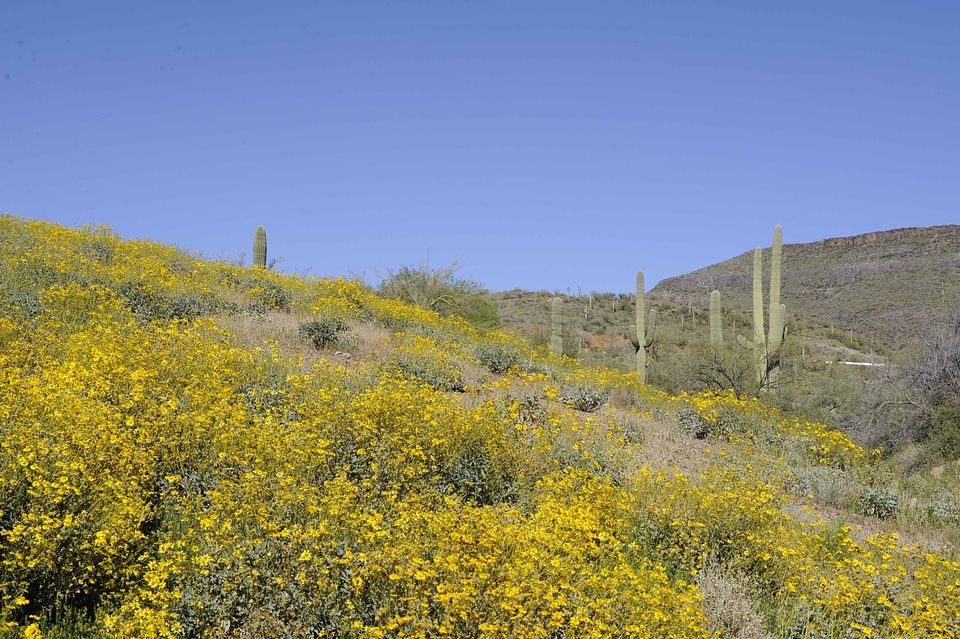 Brittlebush Carnegiea gigantea cover