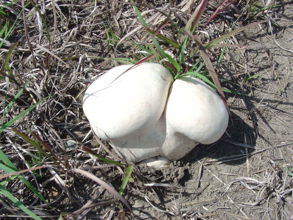 Agaric crescent grass plants