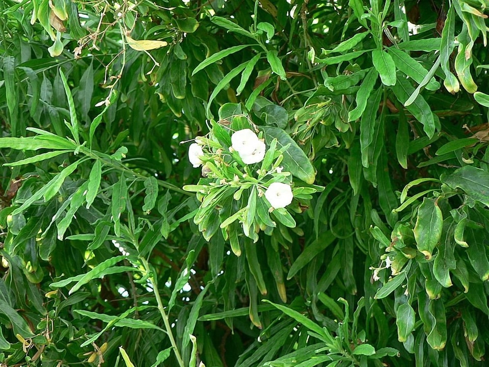 Bush flowers white