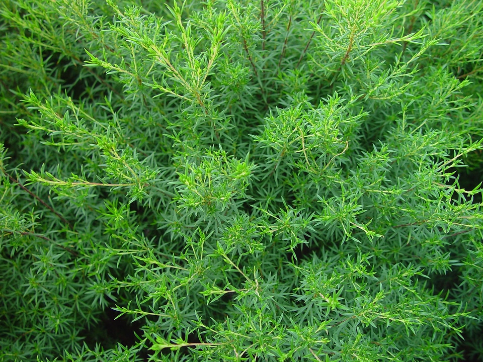 Background greenery 