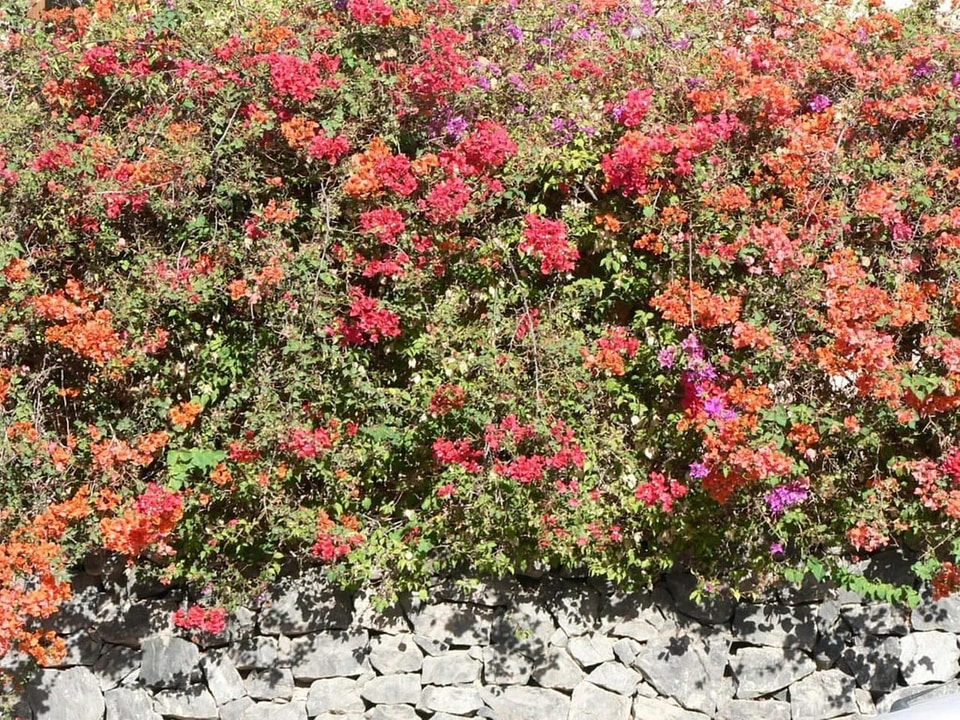 Blossoming bush colorful