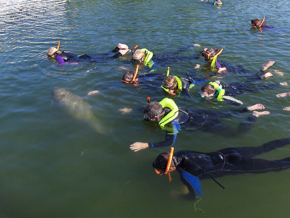 Swim Trichechus manatus 