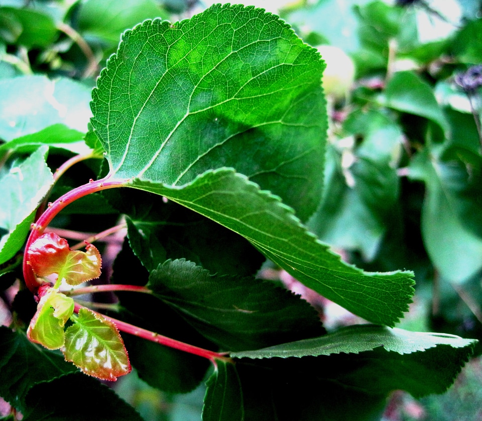 Red stem curved photo