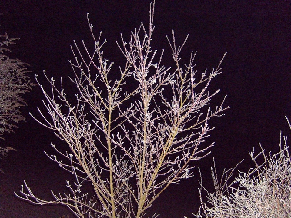 Bush frozen 
