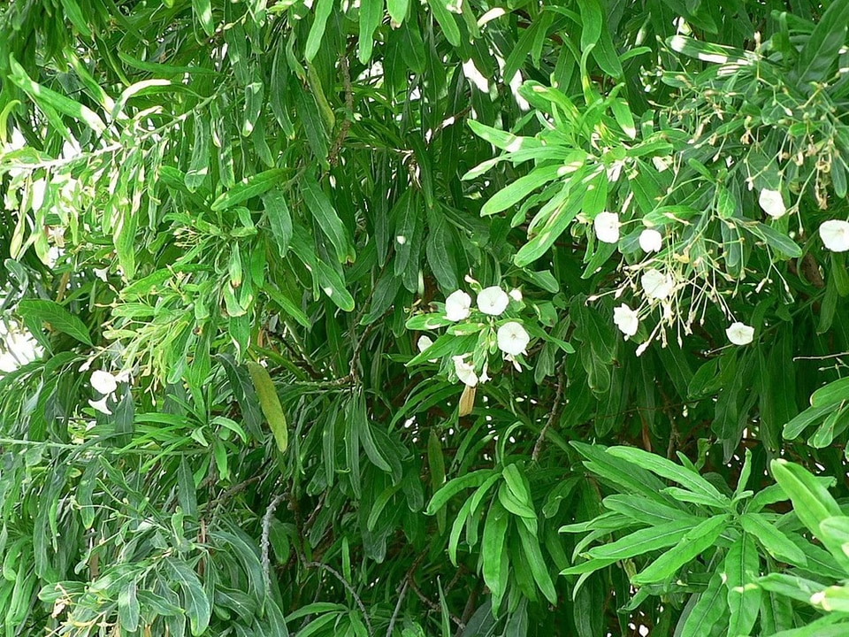 Bush flowers greenery