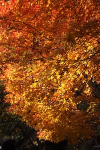 Autumn leaves leaf wood