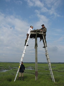 Bird husband ladder photo