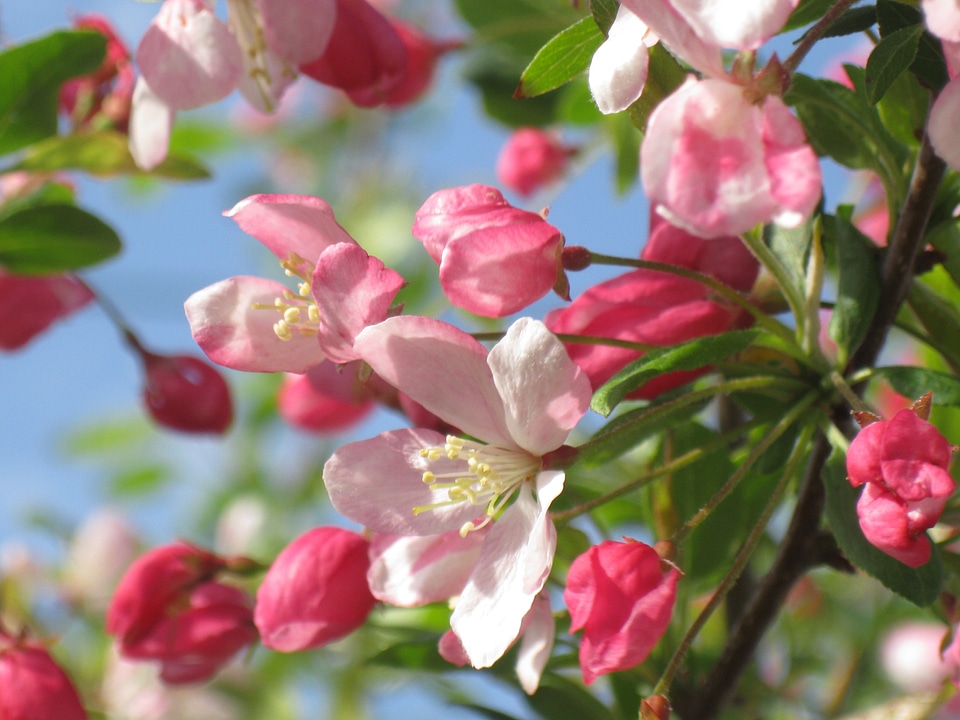 Spring flower blossom photo