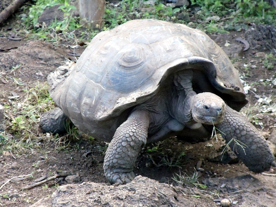 Turtle islands ecuador