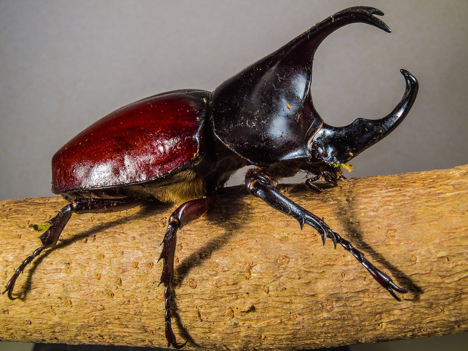Tropical beetles rhinoceros beetle riesenkaefer