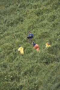 Gradient grass plants people
