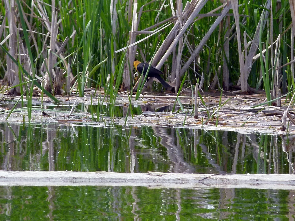 Common reed nature wetland