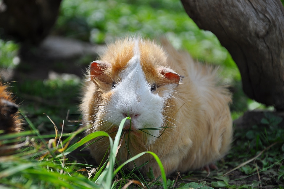 Rodent cute animal