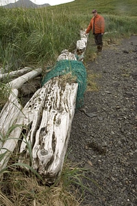 Ancient angel grass plants