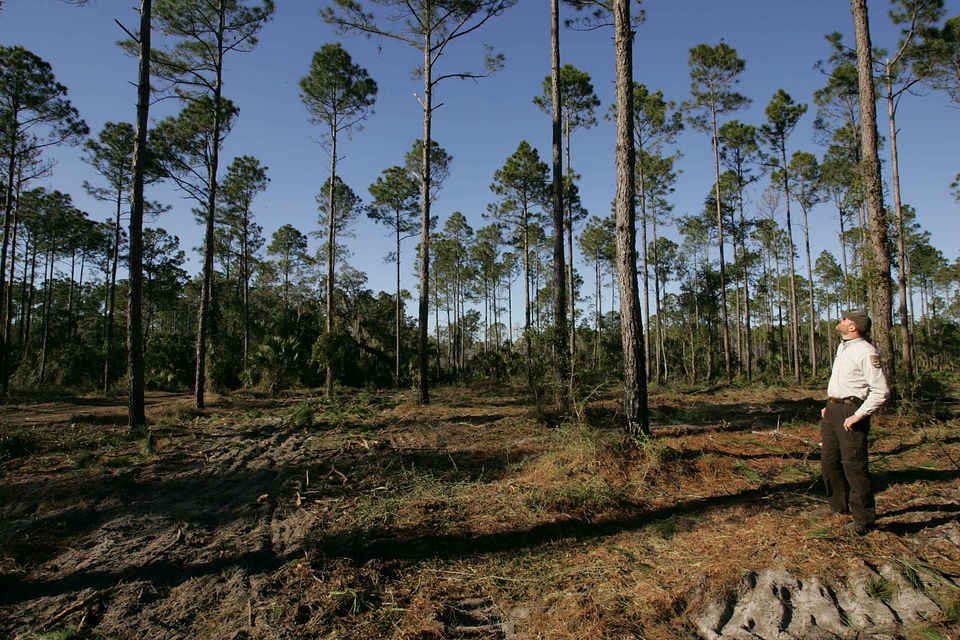 Forest habitat husband