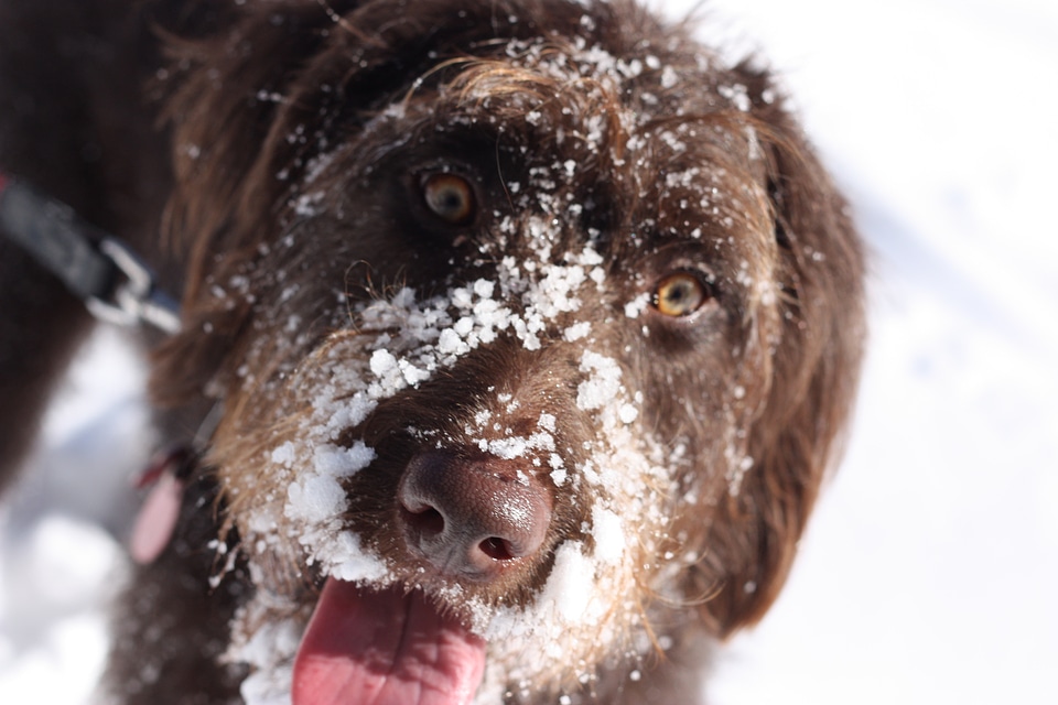 Snow cute canine photo