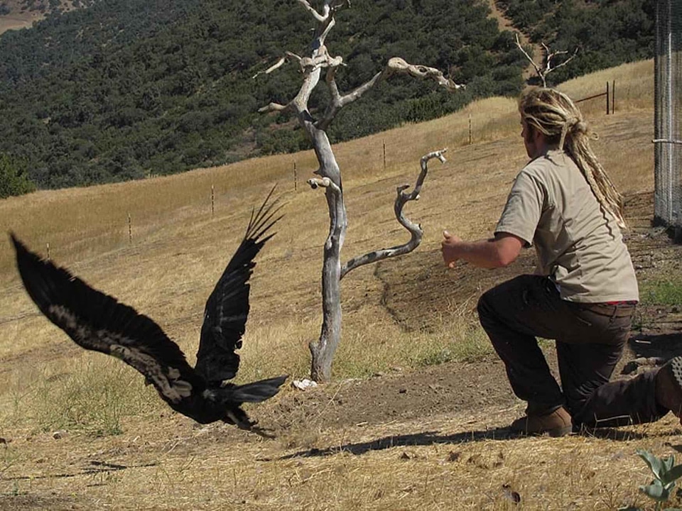 Bird endangered species given