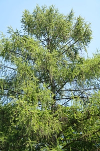 Aesthetic branches larix decidua photo