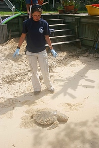 Female Child mare sea turtle