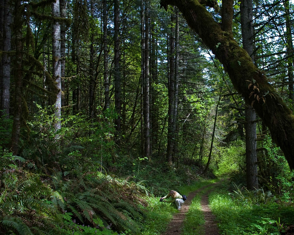 Female forest greenery