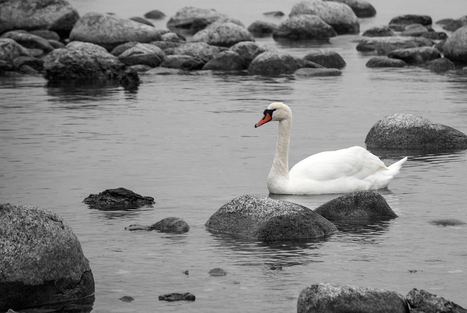 Coast nature baltic
