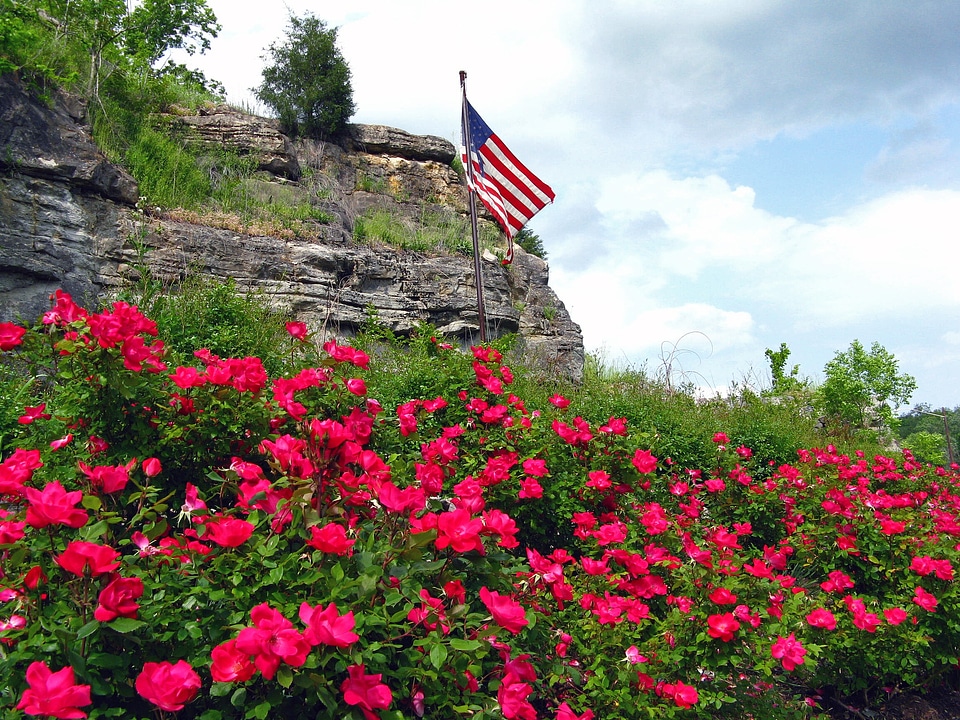 Patriotism floral plants