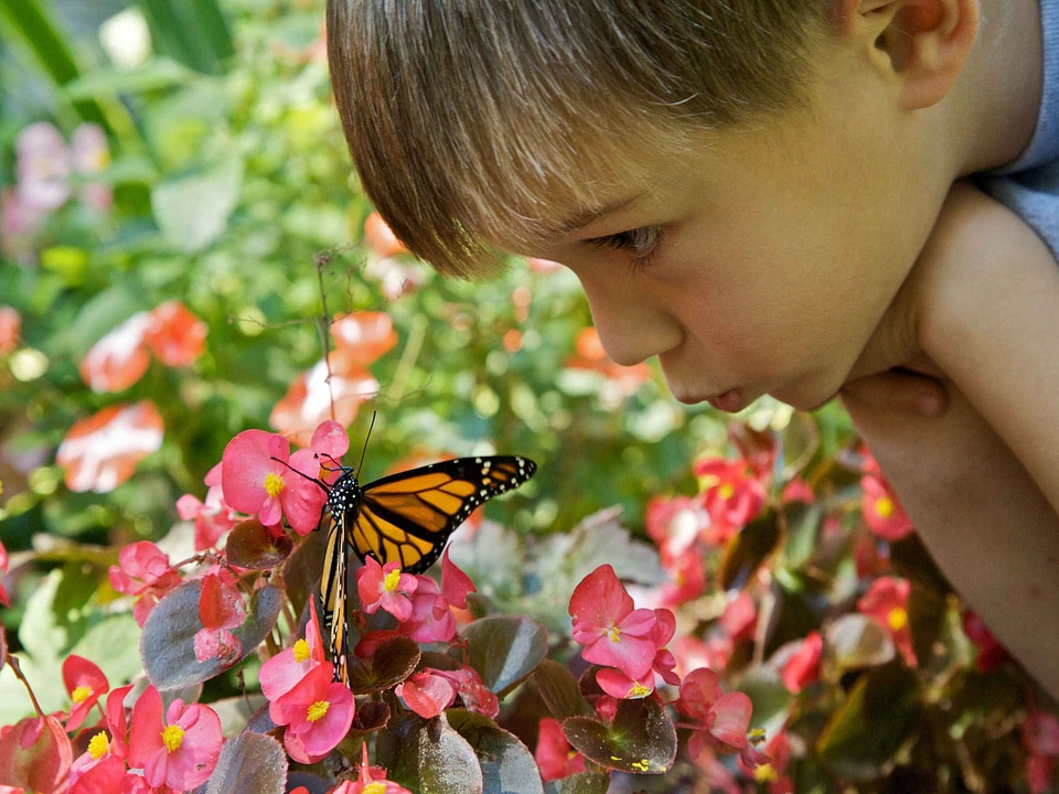 Boy butterfly cute