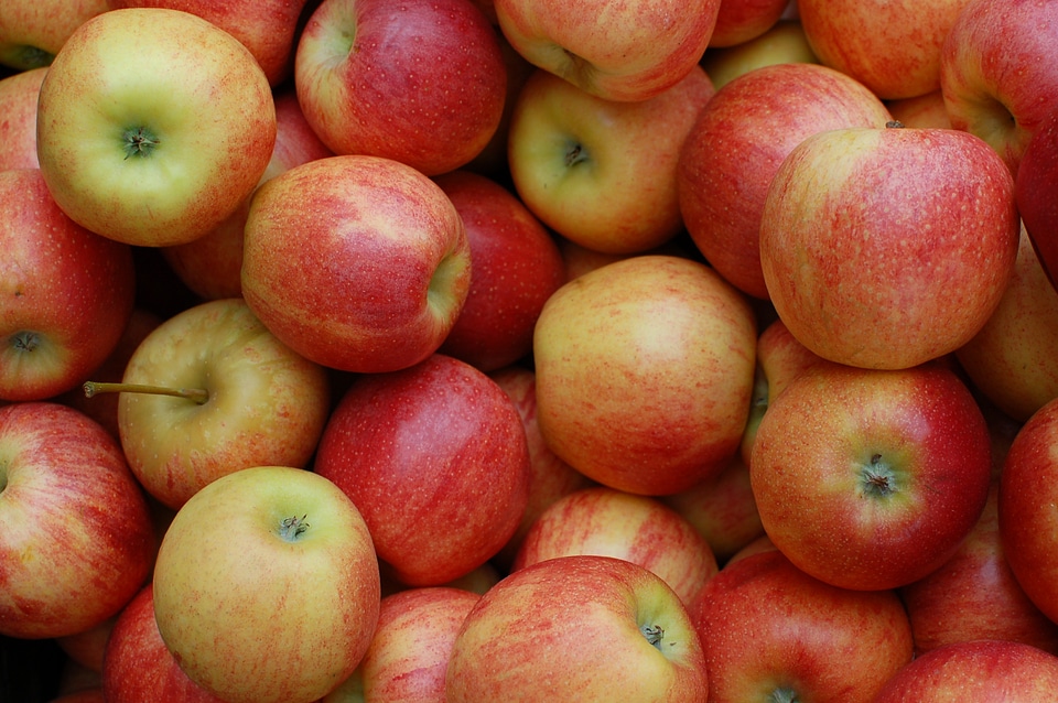 Red fruit orchard