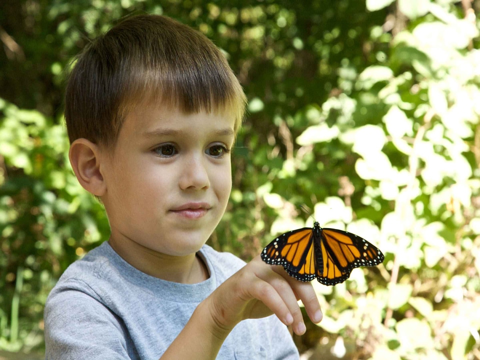 Baby boy butterfly