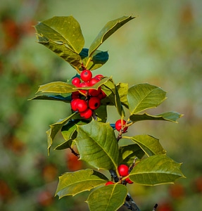 Drupes christmas xmas