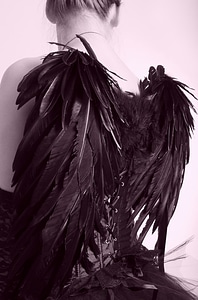 Feather angel black photo