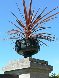 Plant red 