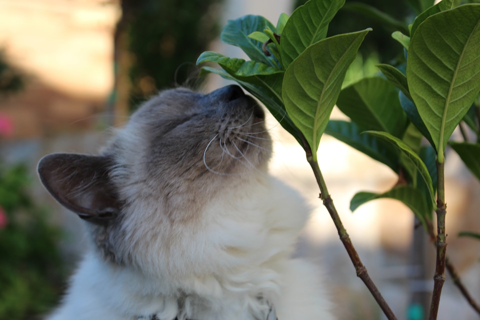 Close-up beautiful photo white cat