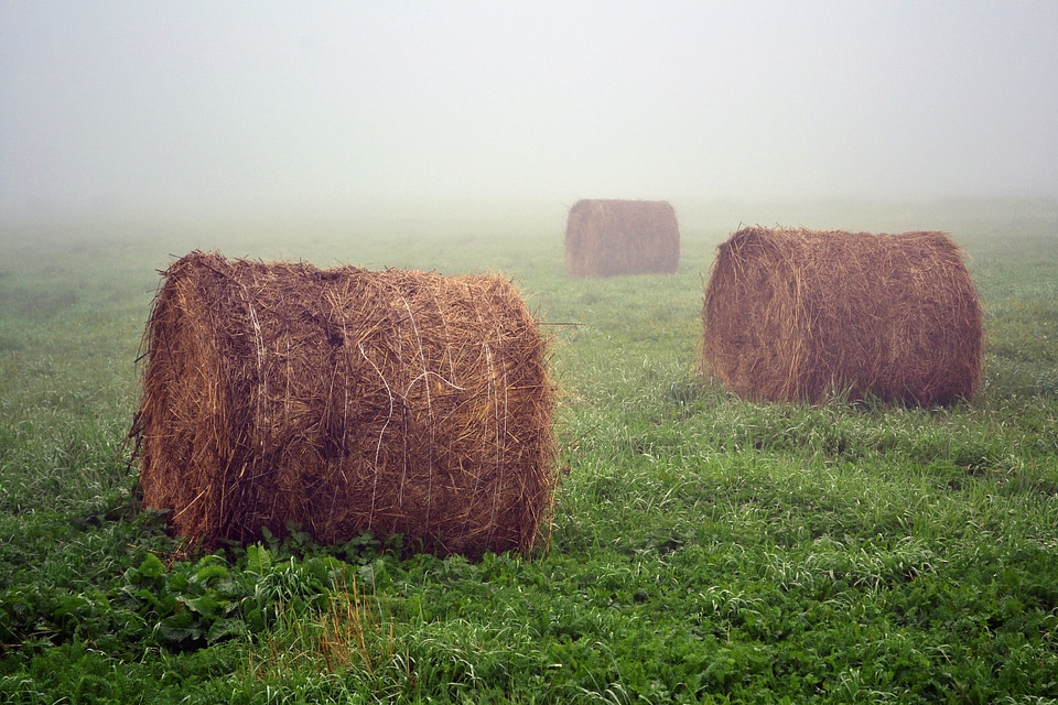 The fog at dawn grass